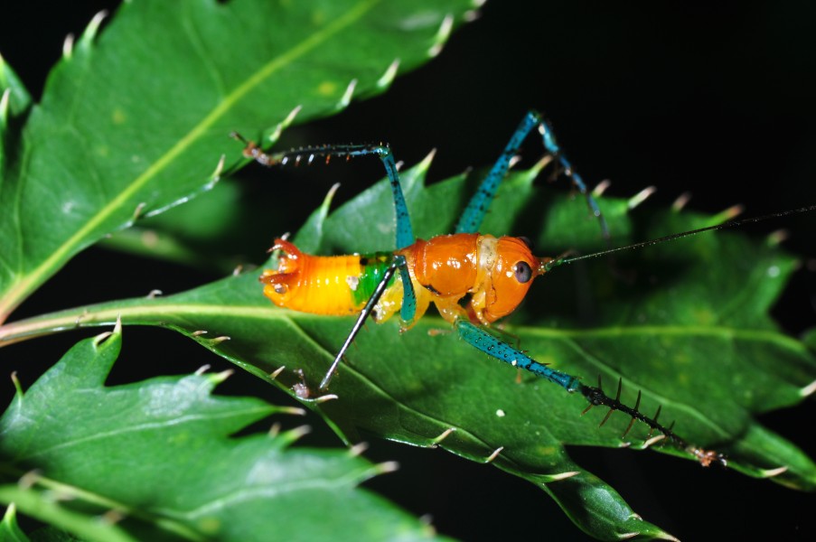 Colorful nymph (9555097545)