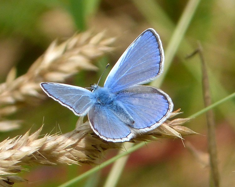 Common Blue. Polyommatus icarus - Flickr - gailhampshire (1)