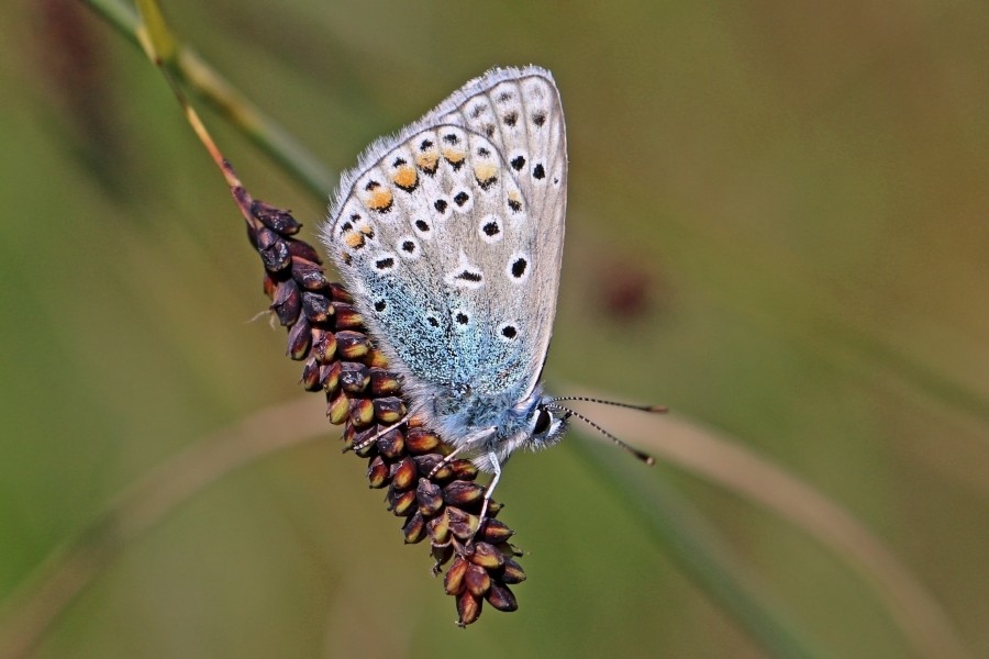 Common blue (Polyommatus icarus) underside