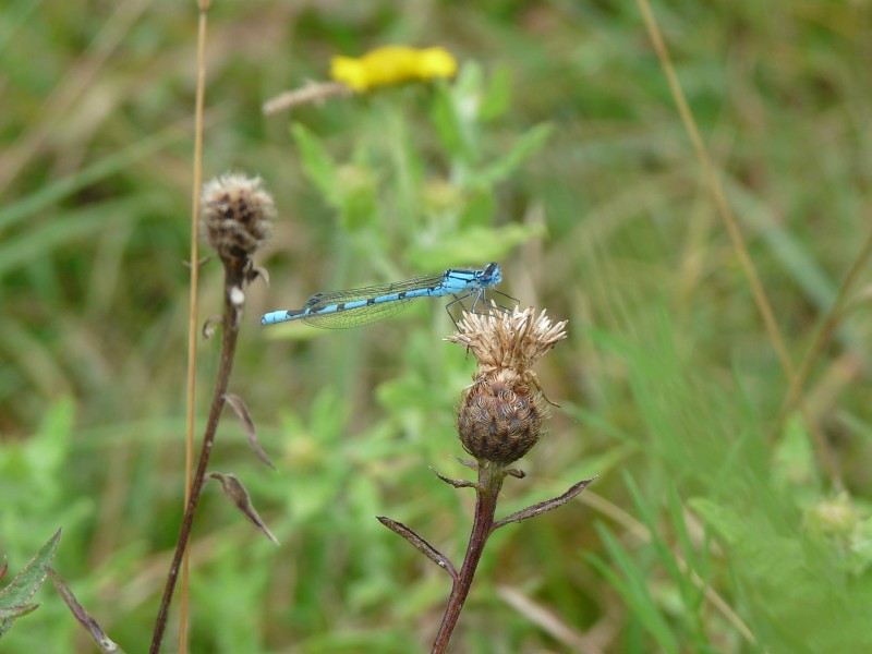Common Blue Damselfly (4565496437)