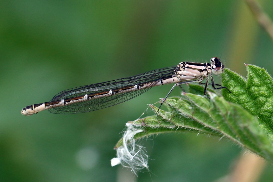 Common blue damselfly (Enallagma cyathigerum) heterochrome female