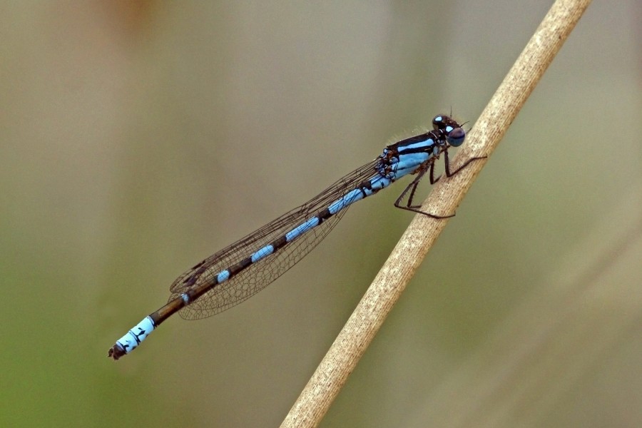 Common blue damselfly (Enallagma cyathigerum) male dark variant