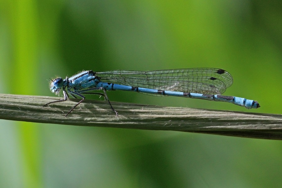 Common blue damselfly (Enallagma cyathigerum) male lateral 2