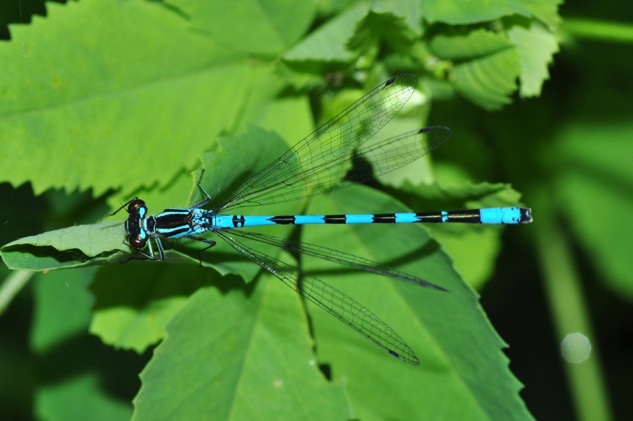 Common Blue Damselfly, male (8838307431)