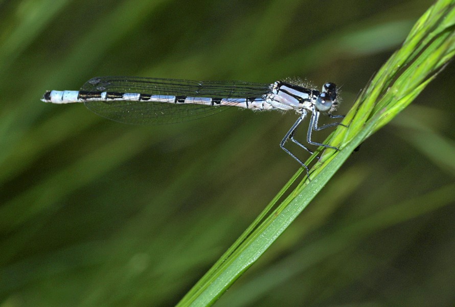 Common Blue Damselfly male - Enallagma cyathigerum (14915672335)