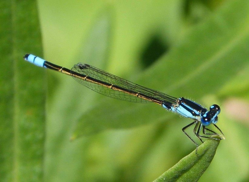 Common Bluetail. Ischnura heterosticta. Coenagrionidae - Flickr - gailhampshire