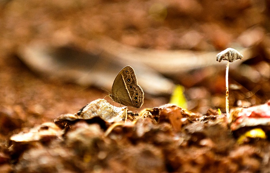 Common Bush Brown DSC 6504 Payyanur