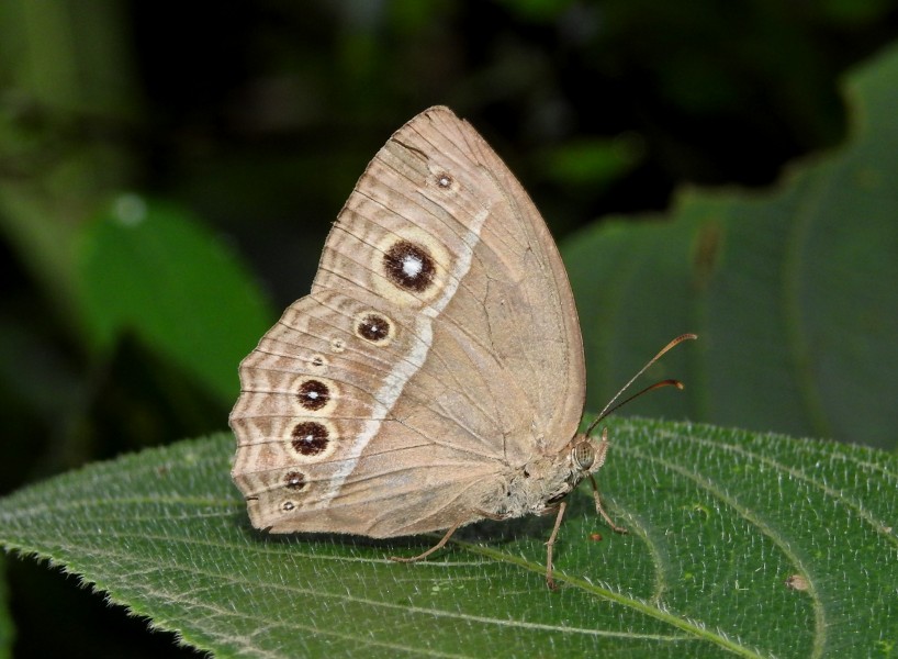 Common Bushbrown Mycalesis perseus UN by Dr. Raju Kasambe DSCN5138 (4)