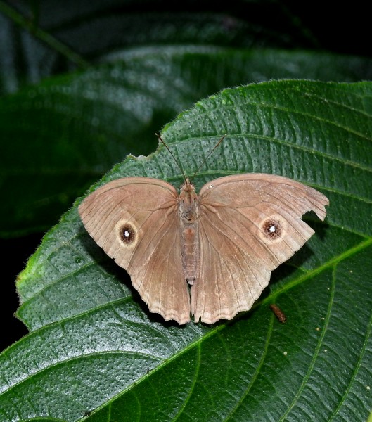 Common Bushbrown Mycalesis perseus UP by Dr. Raju Kasambe DSCN5138 (10)