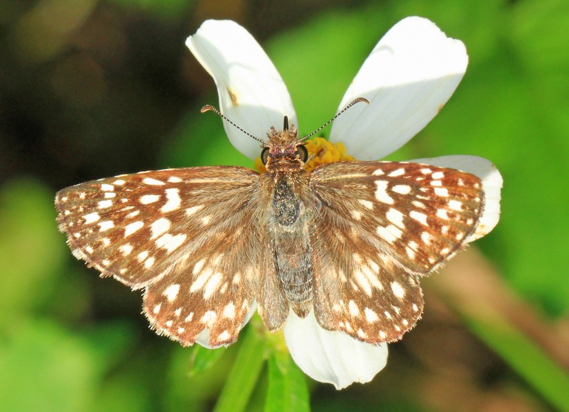 Common Checkered-Skipper - Pyrgus communis, Dinner Island Ranch Wildlife Management Area, Florida - 24256106771