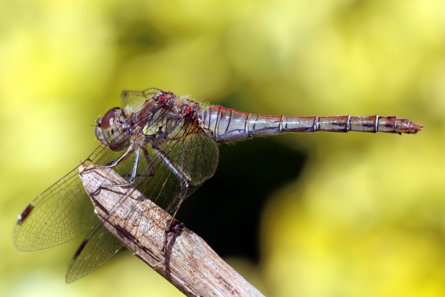 Common darter dragonfly (sympetrum striolatum) mature female red abdomen