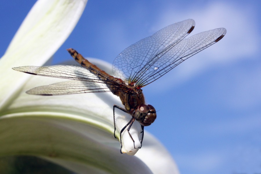 Common darter sympetrum striolatum