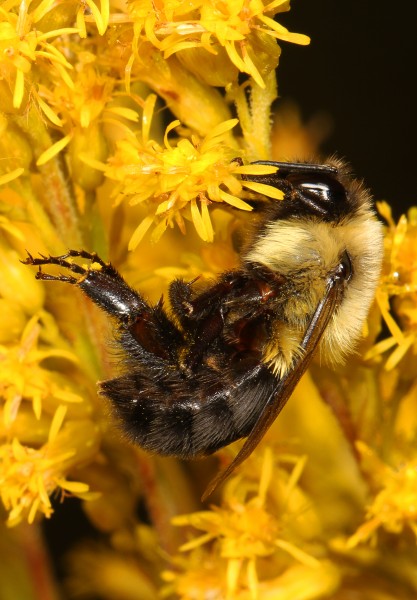 Common Eastern Bumble Bee - Bombus impatiens, Julie Metz Wetlands, Woodbridge, Virginia
