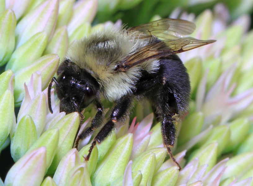 Common Eastern Bumblebee - Bombus impatiens, Apeldoorn Park, Burlington, Ontario