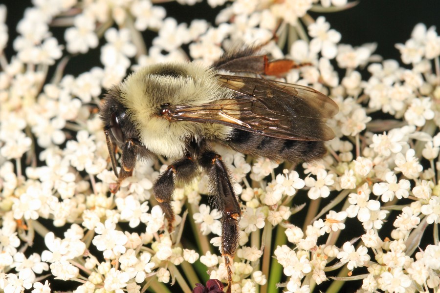 Common Eastern Bumblebee - Bombus impatiens, Julie Metz Wetlands, Woodbridge, Virginia