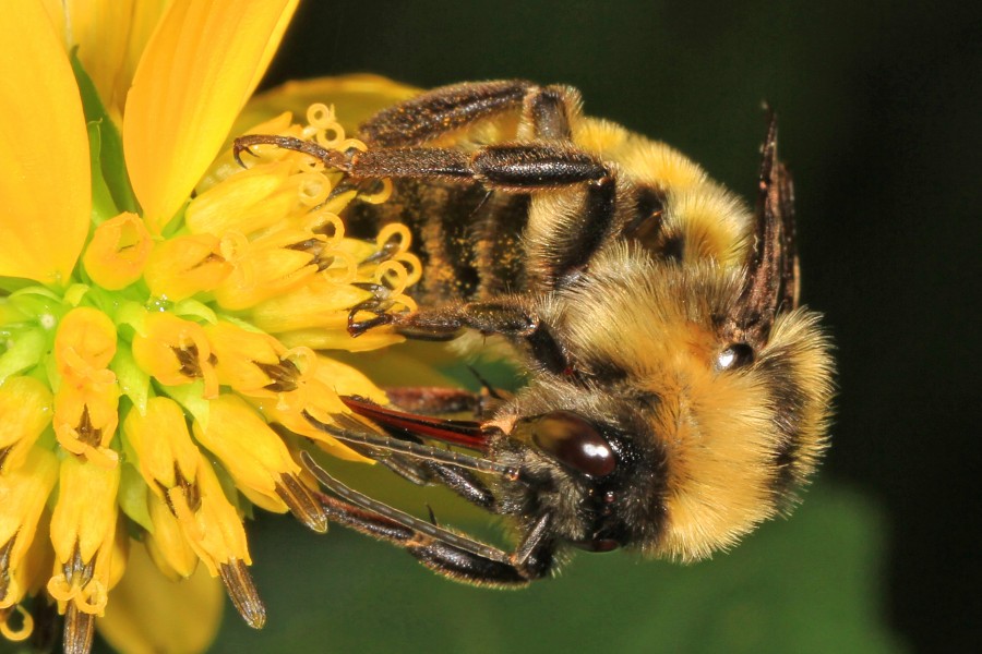 Common Eastern Bumblebee - Bombus impatiens, Leesylvania State Park, Woodbridge, Virginia