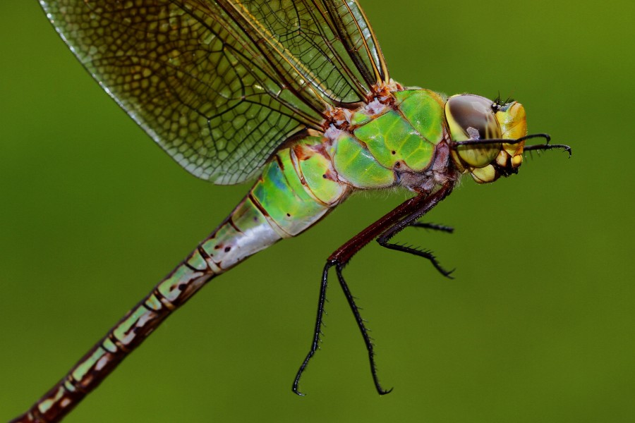 Common Green Darner - Anax junius, Sallie Mae grounds, Reston, Virginia - 7570811642