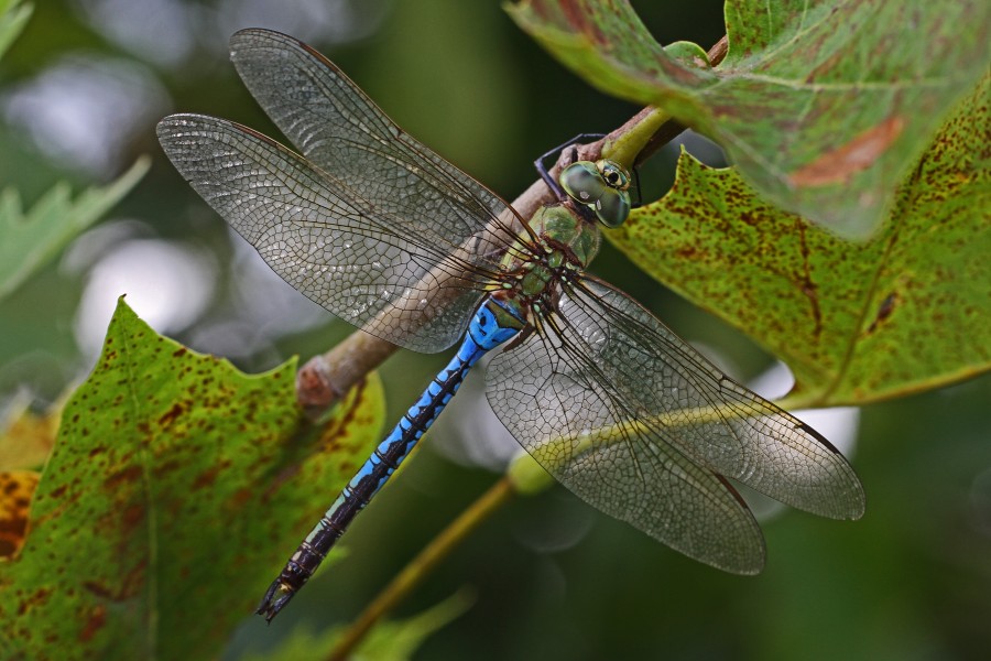 Common Green Darner (male) - Anax junius, Bles Park, Ashburn, Virginia - 7680751954