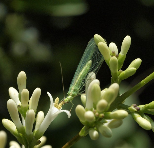 Common green lacewing - Chrysoperla carnea (15120458194)