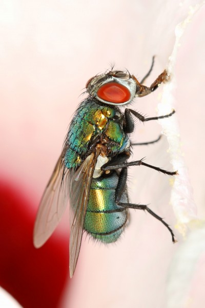 Common Greenbottle Fly - Lucilia sp., Woodbridge, Virginia