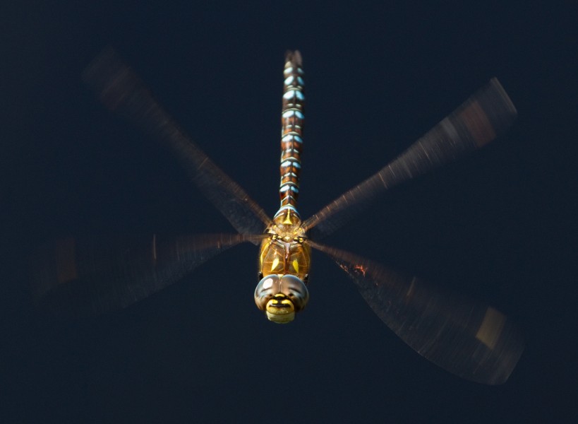 Common Hawker Dragonfly 1 (6082857431)