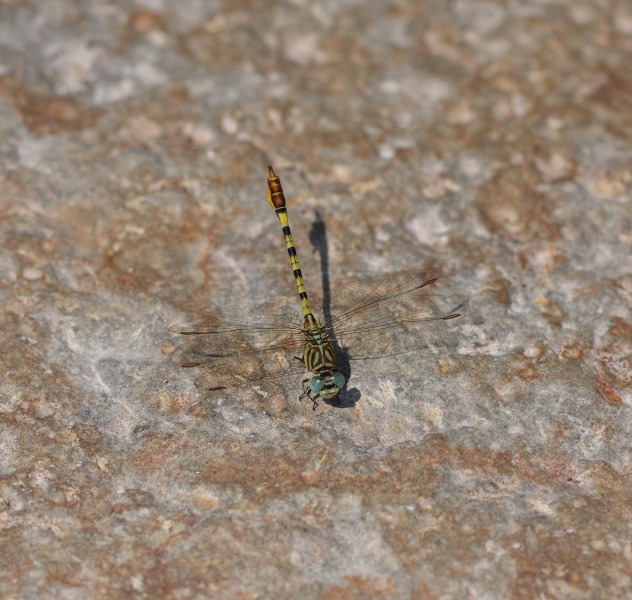 Common Hooktail India1