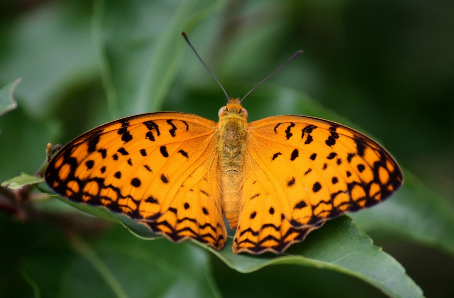 Common Leopard (Phalanta phalantha)