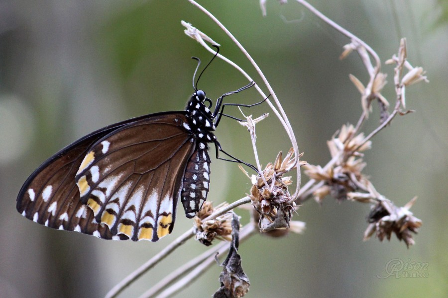 Common Mime Butterfly( Papilio clytia) (33626163134)