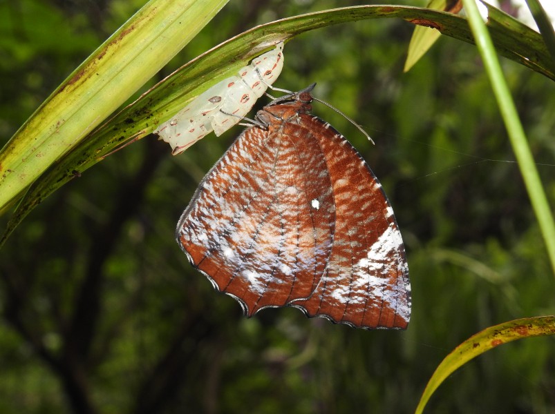 Common Palmfly Elymnias hypermnestra emerged from Pupa DSCN2989 by Dr. Raju Kasambe (6)