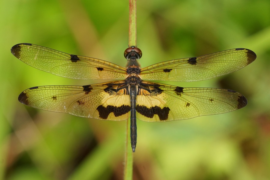Common picture wing (Rhyothemis variegata) 07554