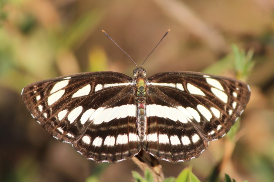 Common sailer 5 Butterfly from JP Nagar Forest,Bangalore,Karnataka,India