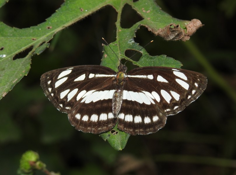 Common Sailer Neptis hylas UP by Dr. Raju Kasambe DSCN3918 (3)