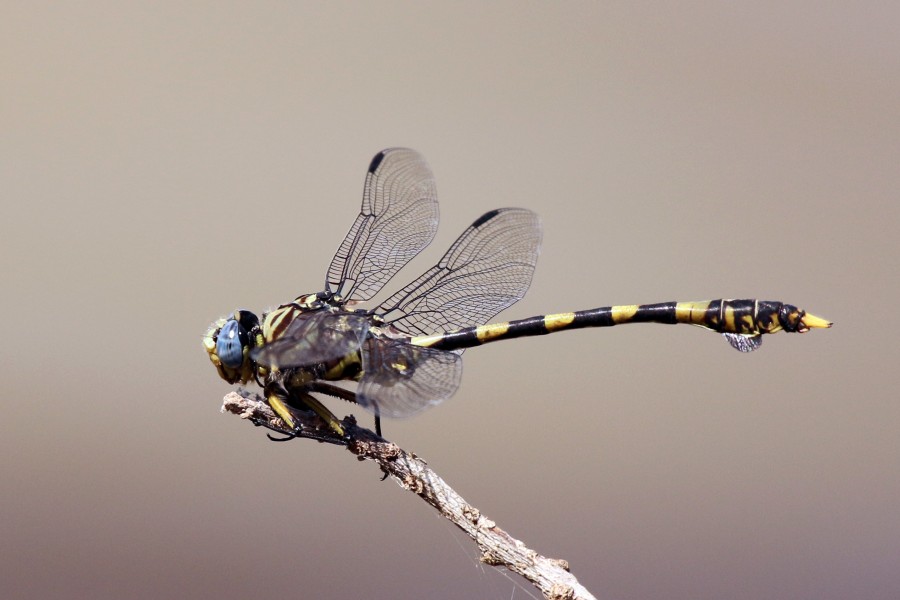 Common tigertail (Ictinogomphus ferox)