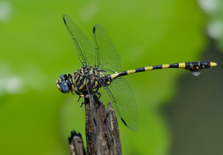 Common Tigertail (Ictinogomphus ferox) (11465236256)