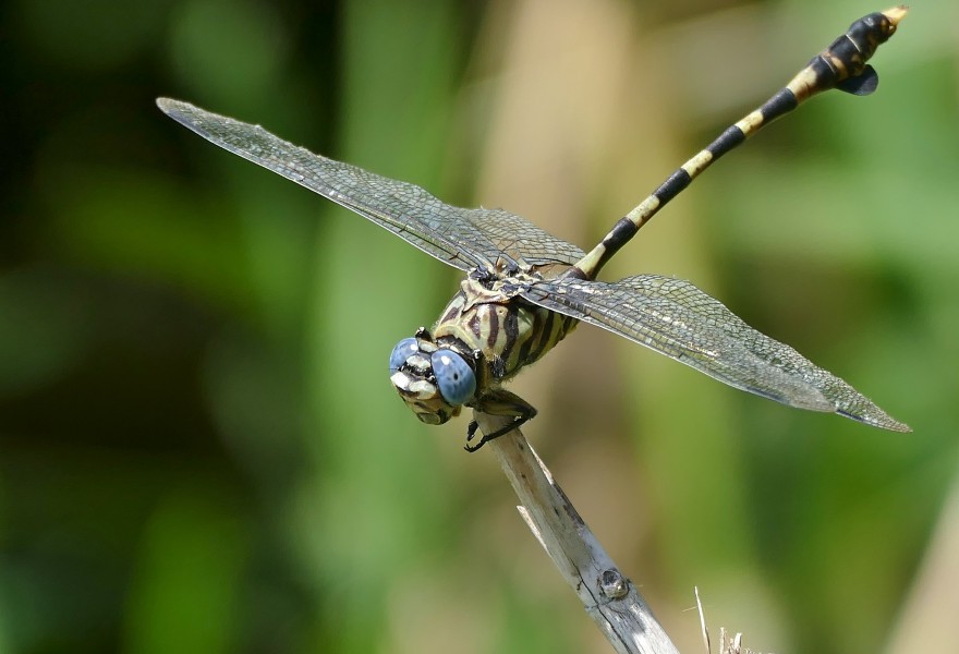 Common Tigertail (Ictinogomphus ferox) (33601891535)