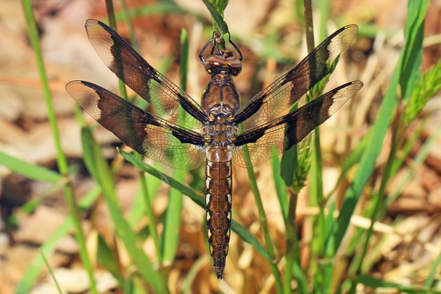 Common Whitetail - Plathemis lydia, Meadowood Farm SRMA, Mason Neck, Virginia - 26526271656