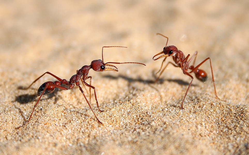 Communication in bulldog ants (Myrmecia nigriscapa) Sydney, Australia