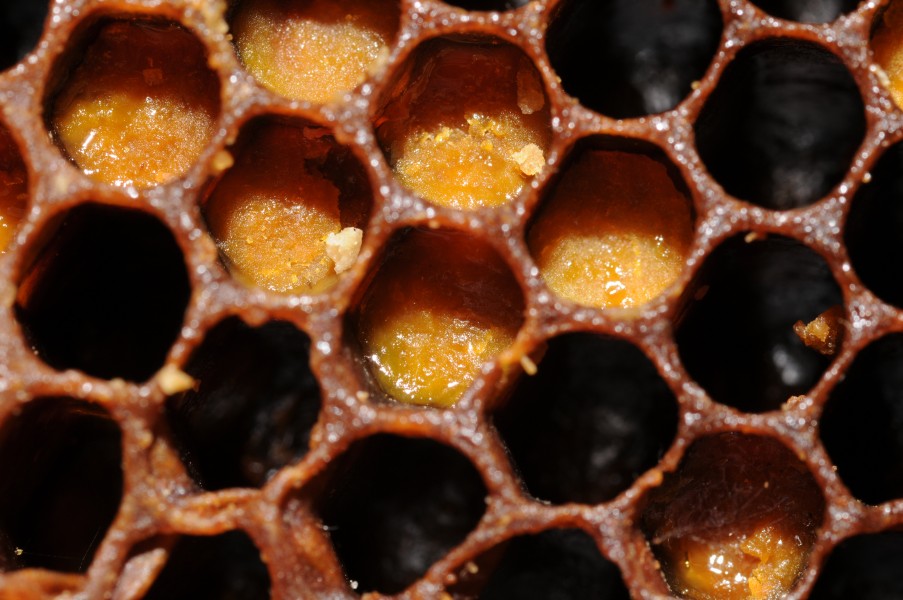 ComputerHotline - Alveoles pleines de pollen (by)