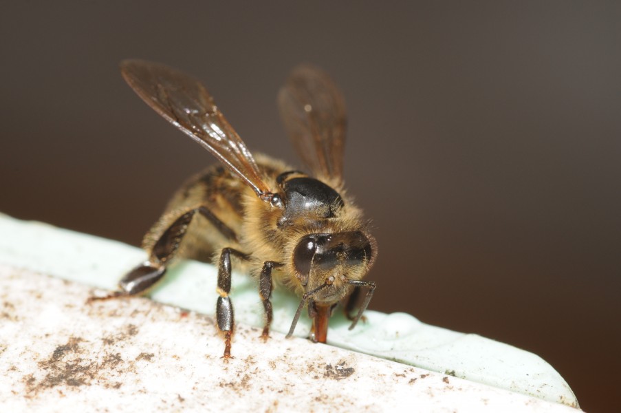 ComputerHotline - Apis mellifera (by)