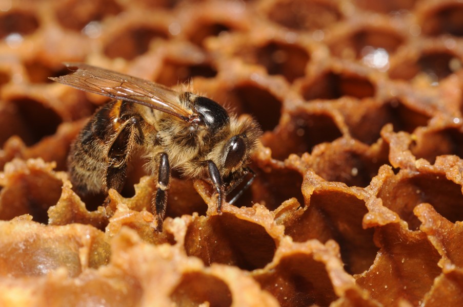 ComputerHotline - Apis mellifera (by) (1)