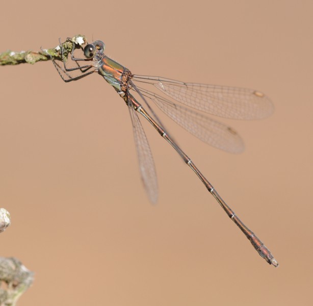 ComputerHotline - Chalcolestes viridis (by) (10)