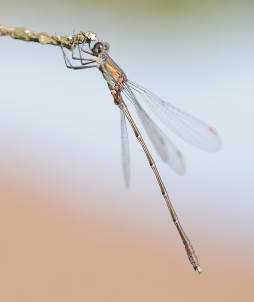 ComputerHotline - Chalcolestes viridis (by) (11)