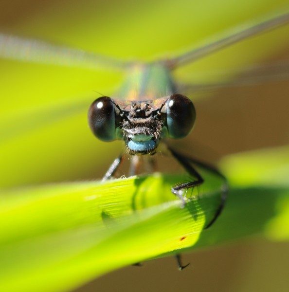 ComputerHotline - Chalcolestes viridis (by) (3)