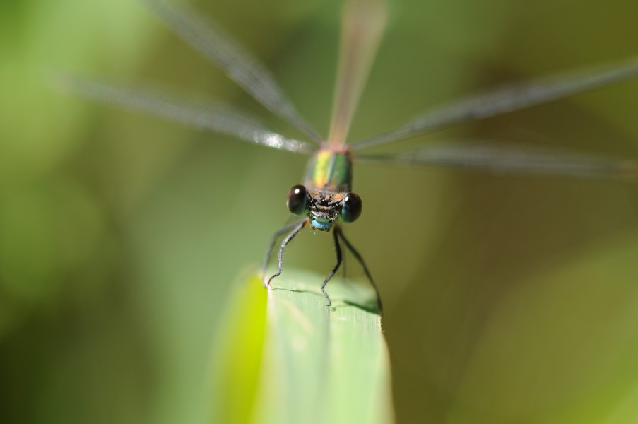 ComputerHotline - Chalcolestes viridis (by) (5)