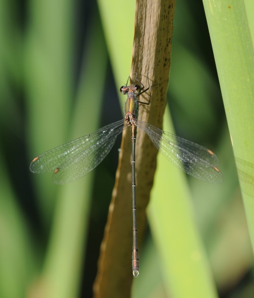 ComputerHotline - Chalcolestes viridis (by) (6)