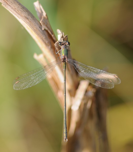 ComputerHotline - Chalcolestes viridis (by) (7)
