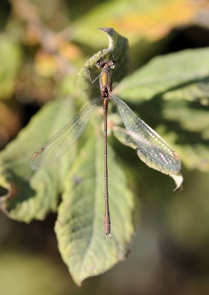 ComputerHotline - Chalcolestes viridis (by) (8)