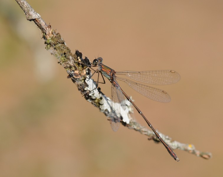 ComputerHotline - Chalcolestes viridis (by) (9)