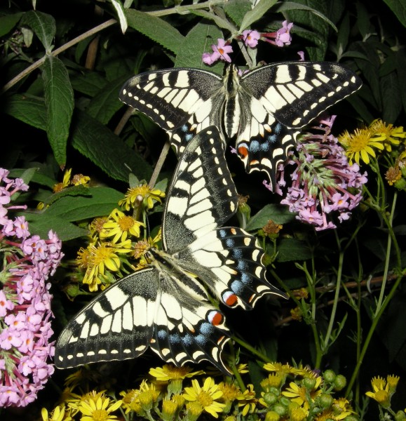 ComputerHotline - Machaons (by)