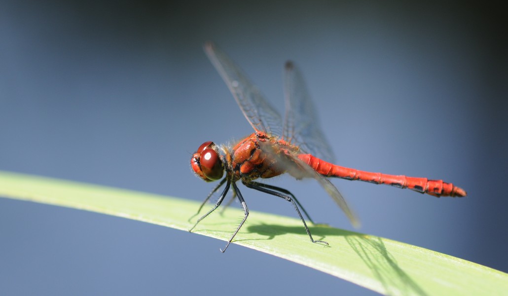 ComputerHotline - Sympetrum sanguineum (by)